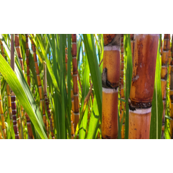 Valor da Produção Agropecuária é atualizado para R$ 1,150 trilhão este ano